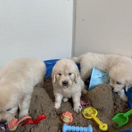 Puppy - Golden Retriever puppy in Linden, Michigan from High Society Farm