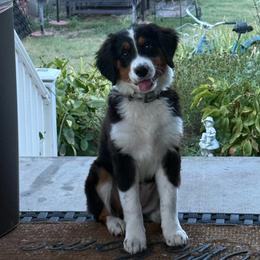 Ruby - Bernedoodle