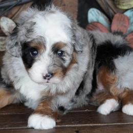 Girl 1 - Blue merle female Aussiedoodle puppy in Lawton, Oklahoma from Lindsey’s Aussies