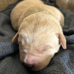 Lexie - Yellow female Labrador Retriever puppy in Alcester, South Dakota from Theresa Rhodes