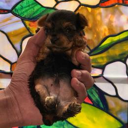 Peep - Black and tan male Yorkshire Terrier puppy in Winder, Georgia from Empire Yorkies