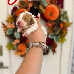 Jessie(Red) - Parti female Poodle puppy in Stuart Fl, Florida from Lincoln & Lady Co.