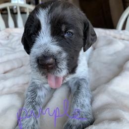Wirehaired Pointing Griffon Puppies from Happy Hollow Griffons