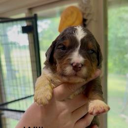 Ultra Willow - Blue merle female Bernedoodle puppy in Campbellsville, Kentucky from Blue Belle Hills Bernedoodles