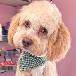 Beau - Bernedoodle