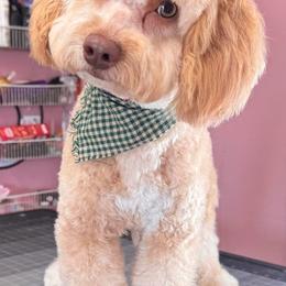 Beau - Bernedoodle