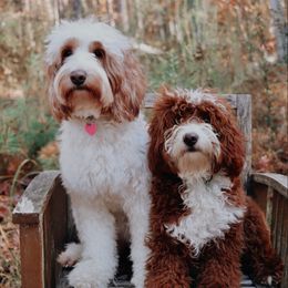 Honey - Goldendoodle