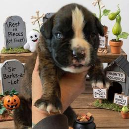 Voorees (boy) - Brindle male Boxer puppy in Red Boiling Springs, Tennessee from Silver Rain