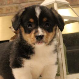 Joseph - Pembroke Welsh Corgi puppy from Covered Bridge Corgis