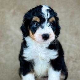 BTF1 - Black tri-color female Aussiedoodle puppy in Prague, Oklahoma from Classic K9’s  Aussies & Doodles