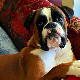 Boxers from Forever Changed Euro Boxers