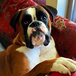 Boxers from Forever Changed Euro Boxers