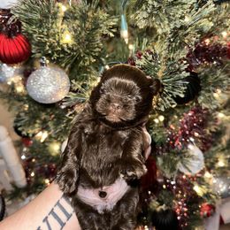 Shih Tzu Puppies from S&K shih tzu’s