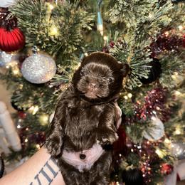 Shih Tzu Puppies from S&K shih tzu’s
