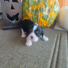 Spade - Tri-color male Cavalier King Charles Spaniel puppy in Springfield, Missouri from Caney Mountain Cavaliers LLC