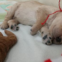 Poodle Puppies from APAW Poodles