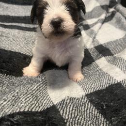 Lisa - Parti female Yorkshire Terrier puppy in Gastonia, North Carolina from Precious pups dynasty kennel