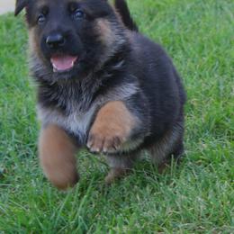 German Shepherd Puppies from Drache Feld