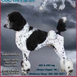 Branson - Poodle