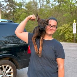 (2k) Stellar's Kennedy - Yellow female Dutch Shepherd puppy in Lake City, Florida from Crosspointe Canines