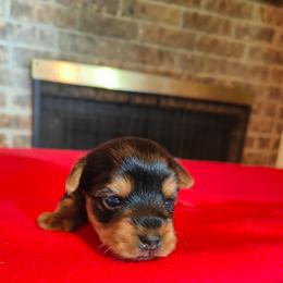 Mr. Purple - Black and gold male Yorkshire Terrier puppy in Woodway, Texas from The Yorkie Empire