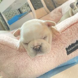 French Bulldog Puppies from Bunny Ear Family