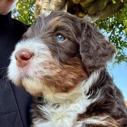Drew - Brown male Bernedoodle puppy in California from Cam’s Doodlez