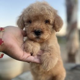 Girl 1 - Cream female Poodle puppy in Jurupa Valley, California from gucci_bentleys_goldendoodles
