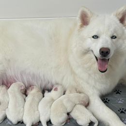 King - White male Siberian Husky puppy in Miami, Florida from Blue Moon Huskies