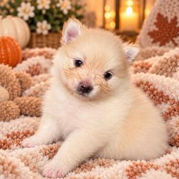 Teddy - Cream male Pomeranian puppy in Edinburg, Texas from Divine Valley Poms