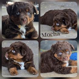 Mocha - Red tri female Miniature Australian Shepherd puppy in Paris, Texas from Blue Envy Mini Aussies