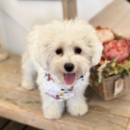 VIVIENNE - White female Bichon Frise puppy in Draper, Utah from Peaks Pups — Exceptional by Nature. Raised with Purpose.