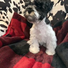 Miniature Schnauzer Puppies from R&T Tx Mini Schnauzers