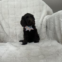Blake - Chocolate male Australian Labradoodle puppy in Morristown, New Jersey from English Manor Labradoodles