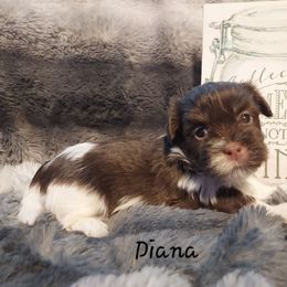 Diana - Chocolate female Havanese puppy in Hall County, Texas from Coyle Havanese Babies