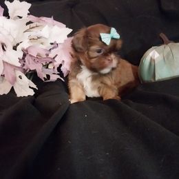 Liver and white girl - Liver and white female Shih Tzu puppy in Arcadia, Florida from Kitsune Cuddles and kisses