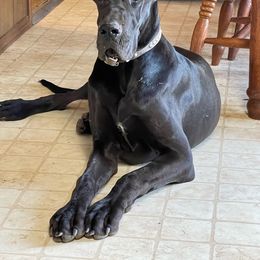 Raven - Great Dane