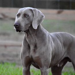 Doc - Weimaraner