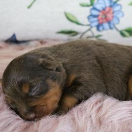 Dove - Red tri female Miniature Australian Shepherd puppy in Melbourne, Florida from True Spirited Aussies
