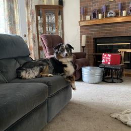Bella - Australian Shepherd