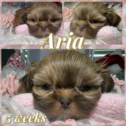 Aria - Liver and white female Shih Tzu puppy in Coolidge, Arizona from Shih Tzu’s  ‘N’ Love