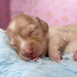 Pilot Barbie - Cream female Dachshund puppy in Chandler, Arizona from Vonaducci Doxies, LLC.