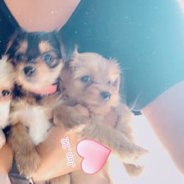 Yorkshire Terrier Puppies from Ohana Yorkies by Patricia