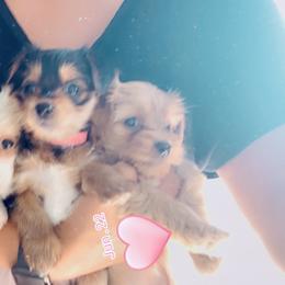 Yorkshire Terrier Puppies from Ohana Yorkies by Patricia