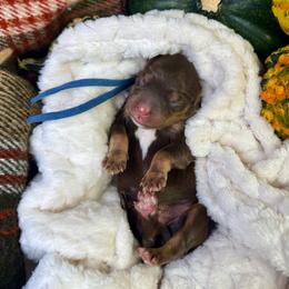 Chocolate Tricolor Boy (blue collar) - Brown male Bernedoodle puppy in Crete, Illinois from Plum Valley Pups