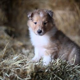 Hickory - Sable merle and white Collie puppy in Festus, Missouri from Shining R Rough Collies