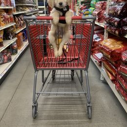 Golden Retriever Puppies from Goldens of Hope