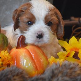 Cavalier King Charles Spaniel Puppies from Grifscamp Cavaliers