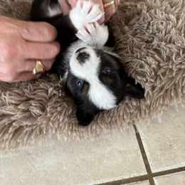 Miniature Australian Shepherd Puppies from Rolling Waves Mini Aussie