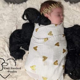 Poodle Puppies from Kvali Standard Poodles